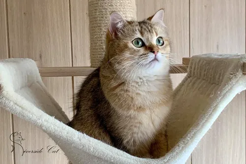 Brit macska - Black Golden Ticked Tabby színnel