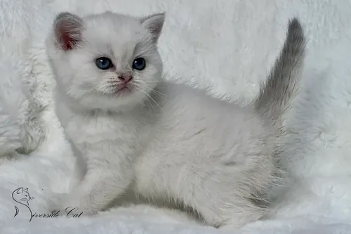 Skót állófülű macska - Blue Golden Shaded Point színnel