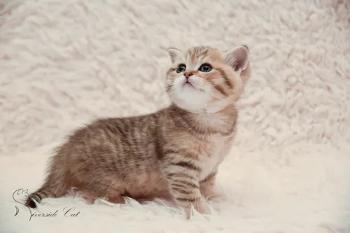 Brit macska - Black Golden Mackerel Tabby színnel