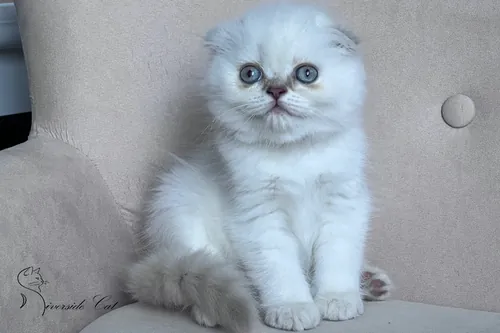 Skót lógófülű macska - Lilac Golden Shaded Point színnel