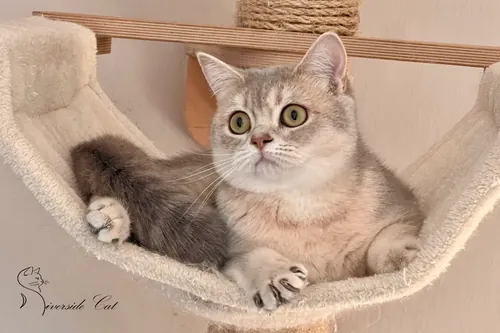 Skót állófülű macska - Blue Golden Shaded színnel