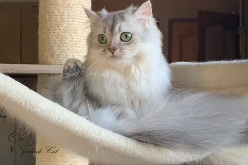 Brit macska - Black Silver Shaded színnel