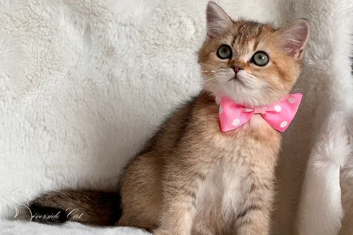 Brit macska - Black Golden Shaded színnel