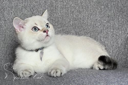 Skót állófülű macska - Chocolate Golden Tabby Point színnel