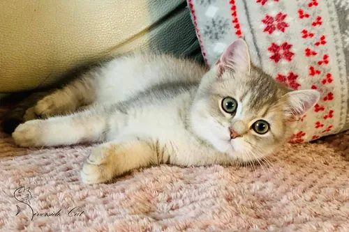 Skót állófülű macska - Blue Golden Shaded színnel