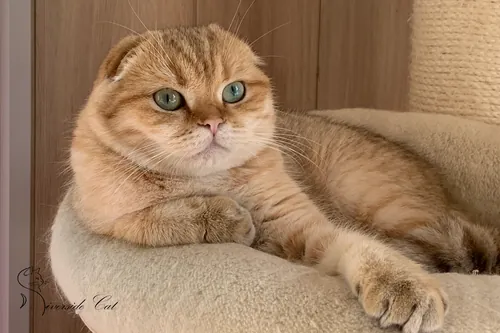 Skót lógófülű macska - Chocolate Golden Shaded színnel