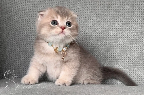 Skót lógófülű macska - Blue Golden Ticked Tabby színnel