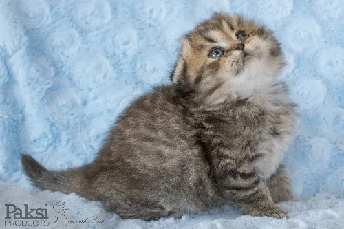 Skót lógófülű macska - Black Golden Mackerel Tabby színnel