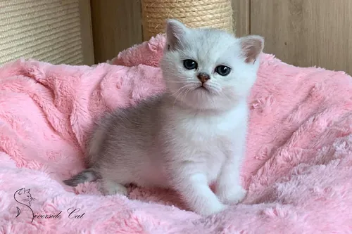 Brit macska - Black Silver Shaded színnel