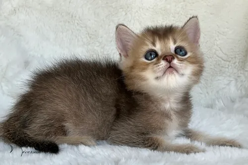 Brit macska - Black Golden Ticked Tabby színnel