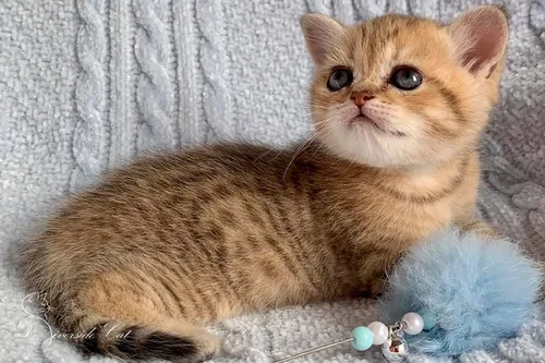 Brit macska - Black Golden Mackerel Tabby színnel