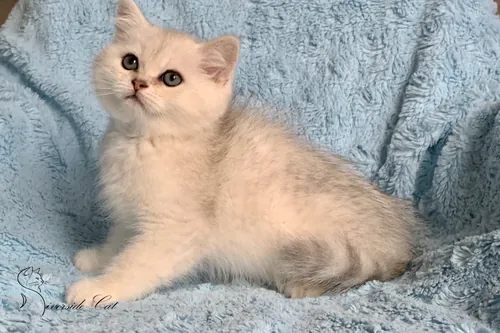 Brit macska - Black Silver Shaded színnel