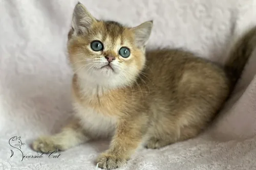 Brit macska - Black Golden Ticked Tabby színnel