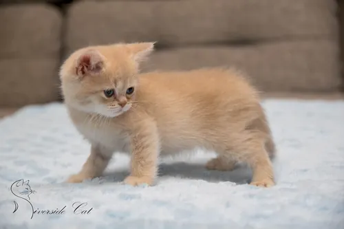 Brit macska - Lilac Golden Shaded színnel