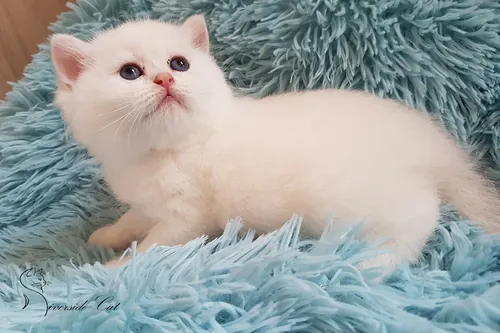 Brit macska - Blue Golden Shaded Point színnel