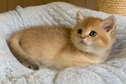 Skót állófülű macska - Black Golden Shaded színnel