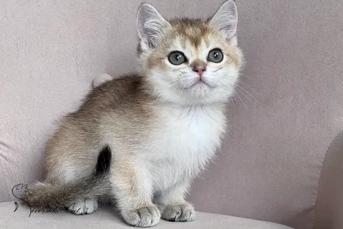 Brit macska - Black Golden Shaded színnel