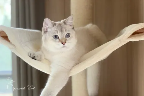 Skót állófülű macska - Black Golden Shaded Point színnel