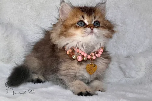 Brit macska - Black Golden Ticked Tabby színnel