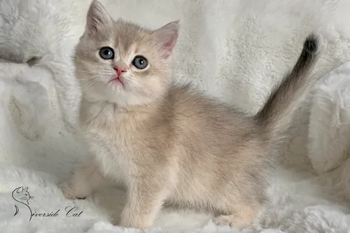 Brit macska - Blue Golden Shaded színnel