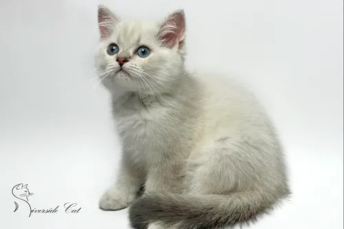 Brit macska - Blue Golden Ticked Tabby Point színnel