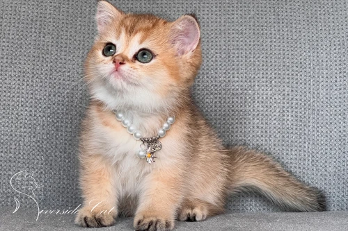 Skót állófülű macska - Black Golden Shaded színnel