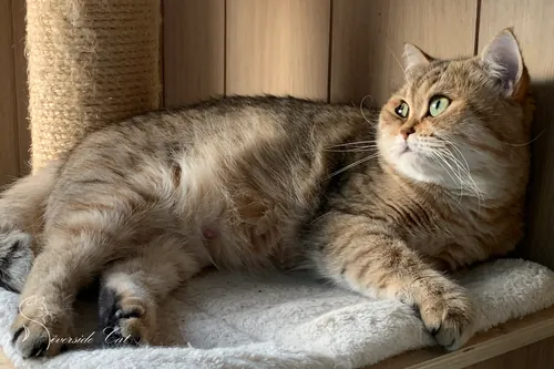 Brit macska - Black Golden Mackerel Tabby színnel