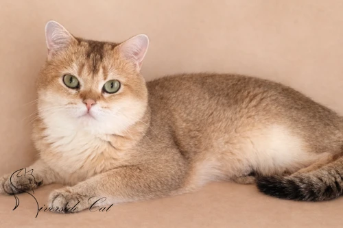 Brit rövidszőrű macska - Black Golden Shaded színnel