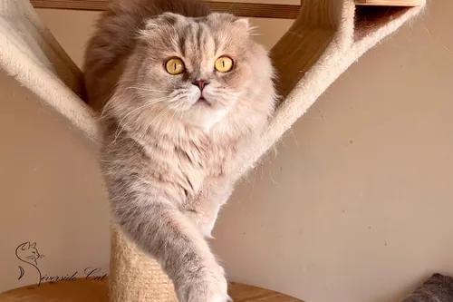 Skót lógófülű macska - Lilac színnel