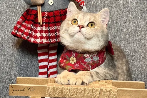 Skót állófülű macska - Blue Golden Mackerel Tabby színnel