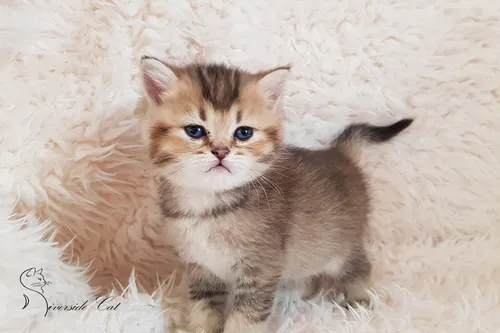 Brit macska - Black Golden Ticked Tabby színnel