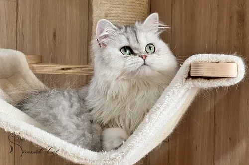 Brit macska - Black Silver Shaded színnel