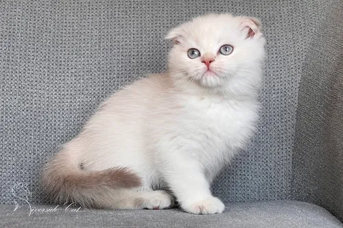 Skót lógófülű macska - Lilac Golden Shaded Point színnel