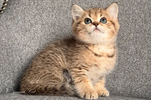 Brit macska - Blue Golden Mackerel Tabby színnel