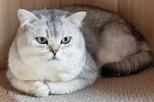 Brit macska - Black Silver Shaded színnel