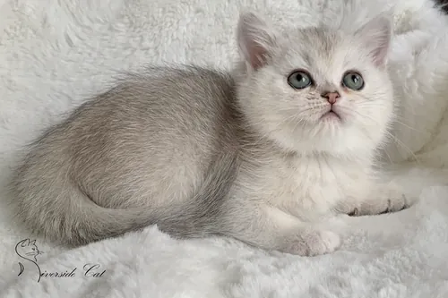 Brit macska - Black Silver Shaded színnel