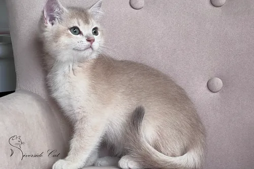 Brit macska - Lilac Golden Shaded színnel