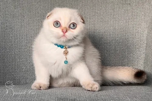 Skót lógófülű macska - Chocolate Golden Tabby Point színnel