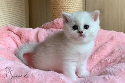 Brit macska - Black Silver Shaded színnel