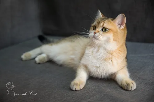 Brit macska - Black Golden Shaded színnel