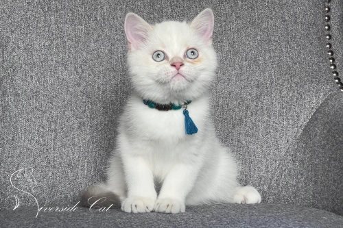 Skót állófülű macska - Lilac Golden Tabby Point színnel