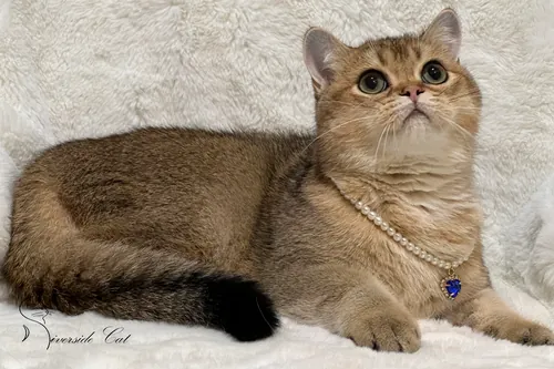 Brit macska - Black Golden Shaded színnel