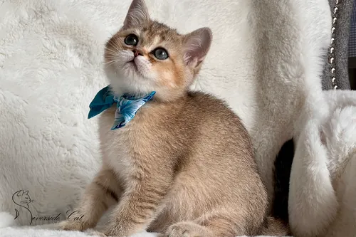 Brit macska - Black Golden Shaded színnel