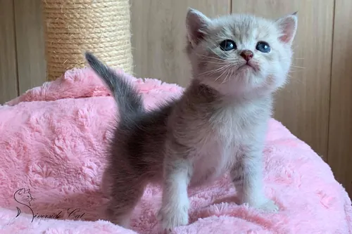 Brit macska - Blue Golden Shaded színnel