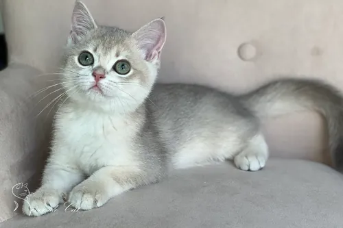 Brit macska - Blue Golden Shaded színnel