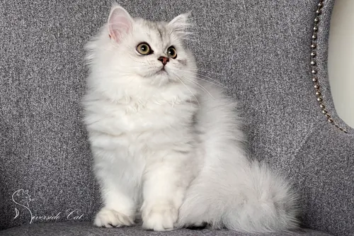 Brit macska - Black Silver Shaded színnel