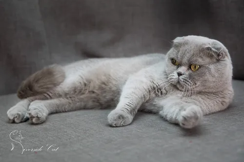 Skót lógófülű macska - Lilac színnel