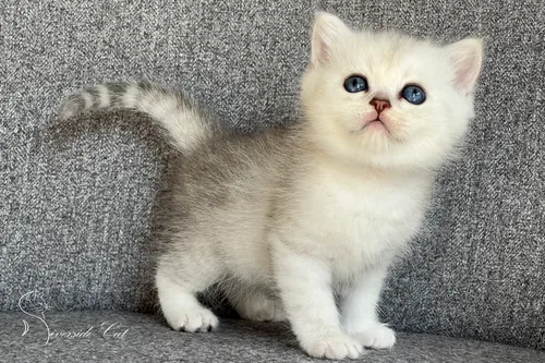 Brit macska - Black Silver Shaded színnel