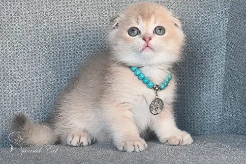 Skót lógófülű macska - Lilac Golden Shaded színnel