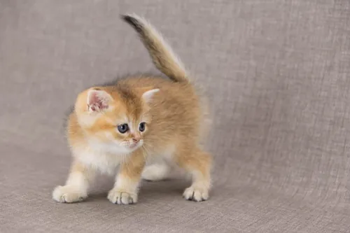 Brit macska - Black Golden Shaded színnel